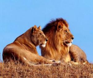 yapboz Aslan ve dişi aslan